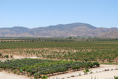 Monte Xanic wine display