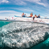 The Gray Whales of Baja