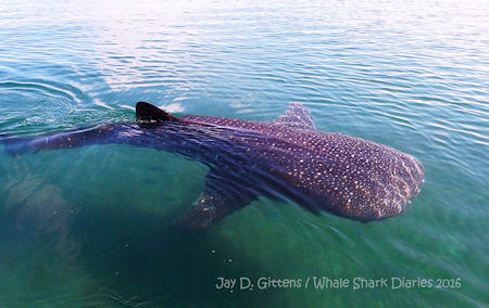 Whale Shark La Paz