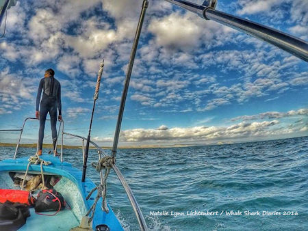 Whale Shark Diaries La Paz