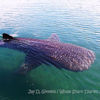 Whale Shark Diaries