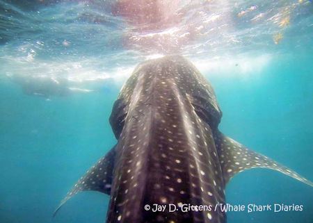 Vertical Whale Shark Whale Shark Diaries La Paz