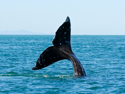 Grey Whale Tail