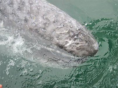 Gray Whale